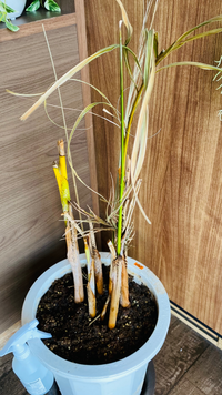 事務所の観葉植物が根詰まりしてたので植え替えました そしたら枯れて枯れて Yahoo 知恵袋