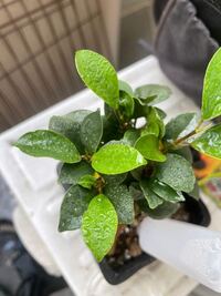 ガジュマルを買ってしばらくして新しい葉っぱが生えてきたのですが 色が黄緑 Yahoo 知恵袋