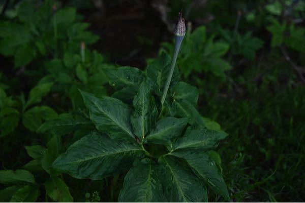 この植物の名前はなんでしょうか？ 宮城県の牡鹿半島山中にて見かけました。