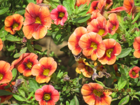 オレンジの花の名前を教えて下さい カリブラコアでしょうか Yahoo 知恵袋