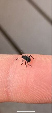 この虫はなんていう虫ですか クサギカメムシの幼虫 Yahoo 知恵袋