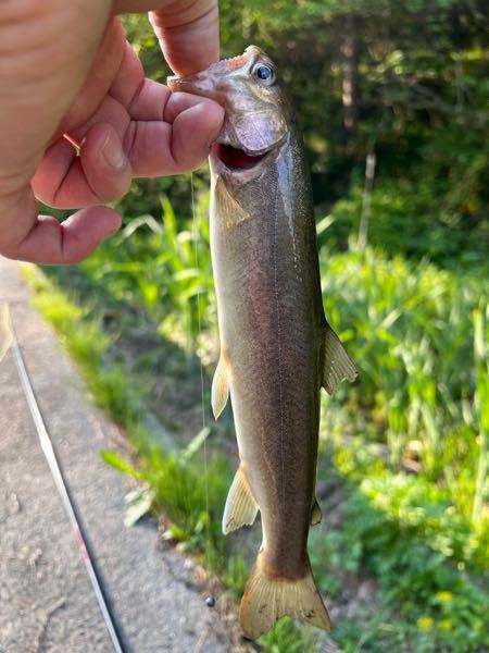 安比川の支流で釣った魚なのですが基本イワナとヤマメしか居ない川なんですけど初めて見る魚が釣りました。 なんという魚かわかりますか？ ちなみに味はイワナでした。