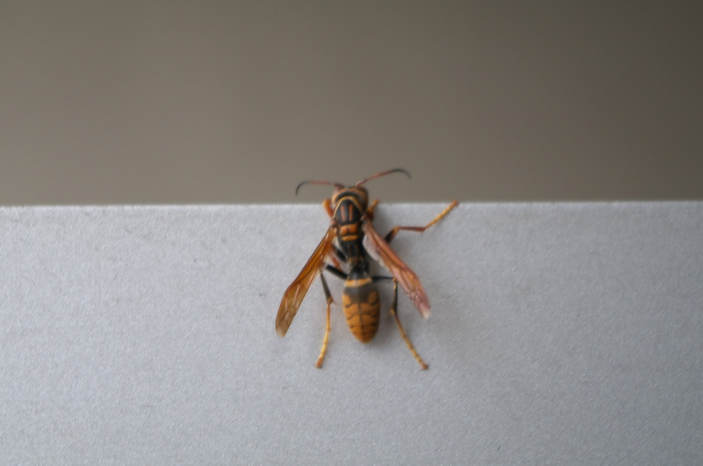 この蜂の種類、名前を教えてください♪ スズメバチ系なのかなとは思うのですが… 昆虫など詳しい方お願いしますm(__)m