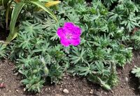ガウラ 白蝶草 の花が咲きません 挿し木したガウラの背丈が2ｍを越えてしま Yahoo 知恵袋