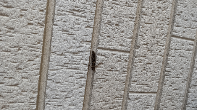 この虫はなんて虫ですか？