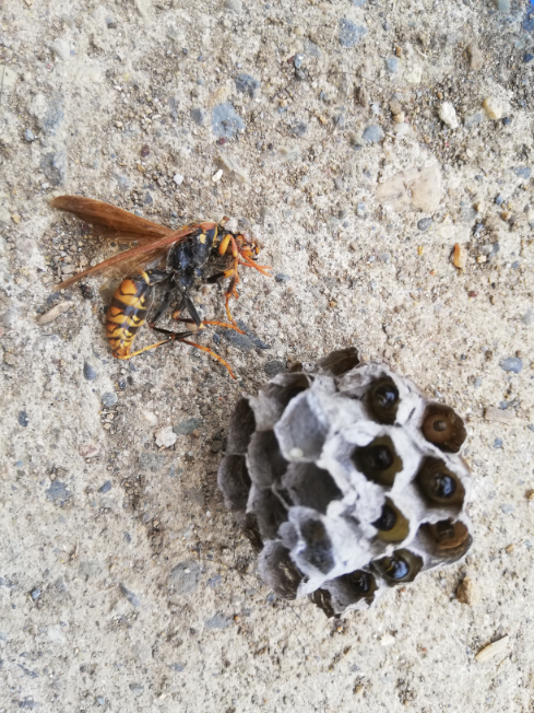 この蜂の種類が知りたいです。 多分、スズメバチの女王蜂だと思います。 縁側の下に巣を作っていて、慌てて網で捕まえて駆除しました。 巣の中には大きくなった幼虫がいます。 可哀想ですが、蜂の子と...