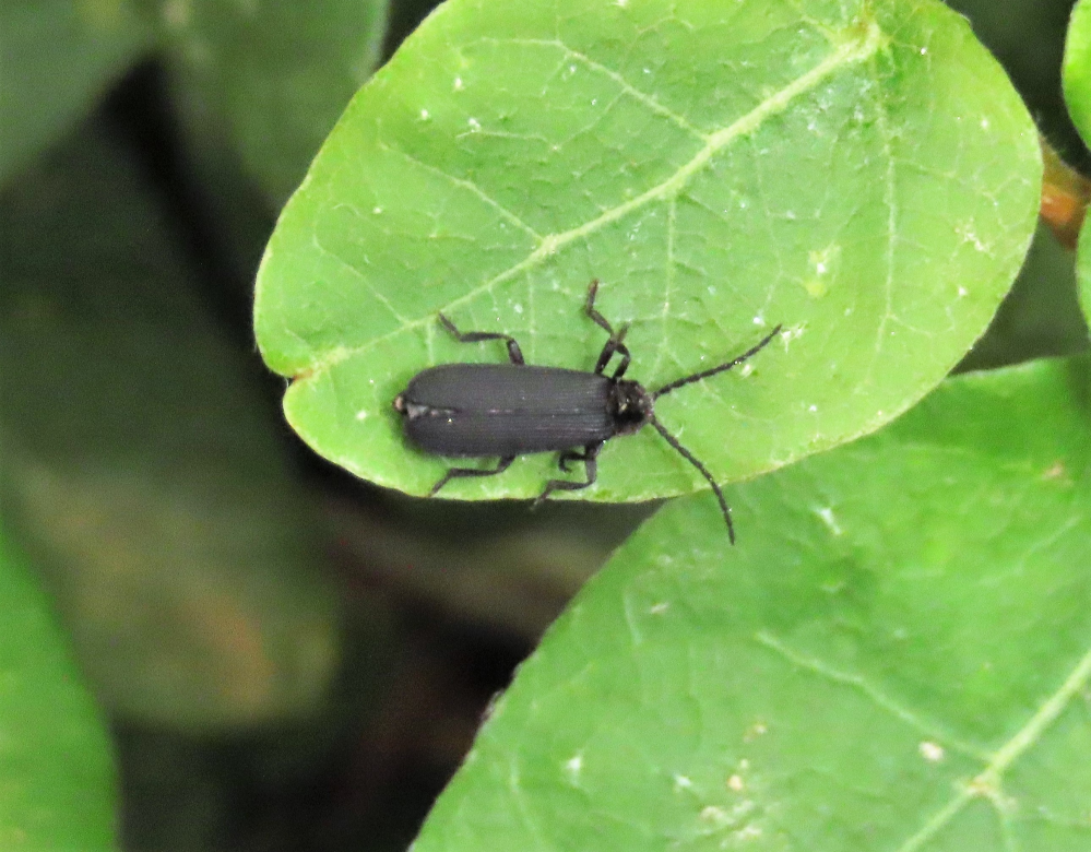 ホタルが横の用水路から飛び交い庭に入って来るので毎朝庭の南天の葉などに潜んでいないかと探しているのですが見つかりません。 そしたら、小さい黒い虫が潜んでいました。形は蛍に似ていますが黒い小さい虫...