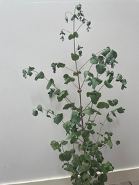 ユーカリグニーを買って来て植え替えをしてから 葉っぱがしなしなになり 水 Yahoo 知恵袋