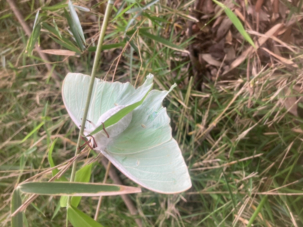 今朝公園の草刈り最中に、羽化したばかりの蛾に出会いました。この種類がお分かりの方いらっしゃいますか？ とても大きかったので気になりました。