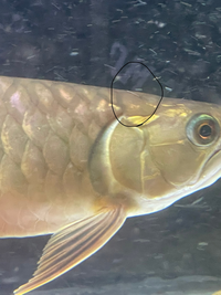 アロワナの頭のすぐ後ろの鱗が捲れてしまっていて松かさ病なのか又は別の病気 Yahoo 知恵袋