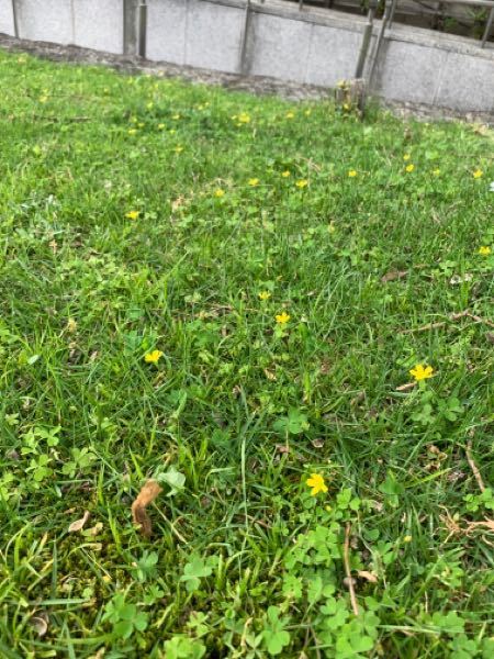 この花の名前をご存知の方教えて下さい。 芝生の間で広がっていたりします。超小さな黄色い花を付けて、葉っぱは、三つ葉です。 種等の購入先も教えて頂けると、有難いです。