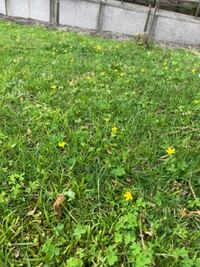この花の名前をご存知の方教えて下さい 芝生の間で広がっていたりしま Yahoo 知恵袋