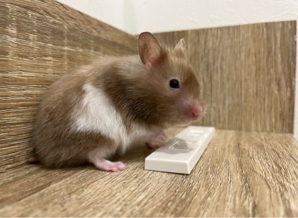 げっ歯類 ウサギ 投票受付中の質問 Yahoo 知恵袋