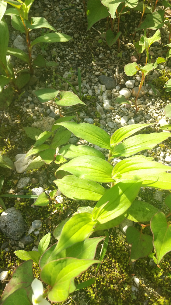 この植物の名前を教えてください 写真手前の赤い縁取りの、どくだみによく似た、シミの入った葉をもつ、中央から上の草です。抜いても臭くありません