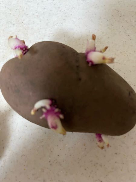 レッドムーンと言うジャガイモを2週間前に買いましたが、根が出てきました。 ここまで根が出ていると食べない方が良いでしょうか？ このジャガイモを土に植えて種芋としても大丈夫でしょうか？