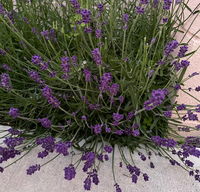 ラベンダー初心者です ドライフラワーにしたいのですが この感じ Yahoo 知恵袋