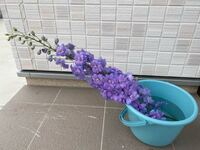 庭の花壇で育てているデルフィニウムが強風により折れてしまいまし Yahoo 知恵袋