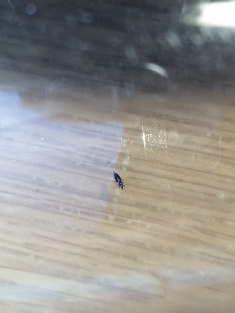 洗濯物に黒い虫がついていて生け捕りにしました。 調べてもどんな虫か分からなかったです。 誰かこの虫についてご存じの方がいましたら教えてください。