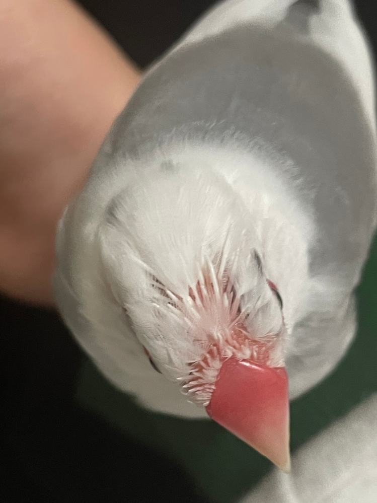 最近飼ってる文鳥の頭がはげてきてます。1歳すぎぐらいです。他の部分も毛が前より薄くなってきてます。これは換羽期だからなんでしょうか？
