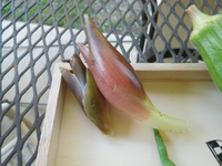 ミョウガですが 地上に出てくると紫の色味が増してきますが その中にたまに Yahoo 知恵袋