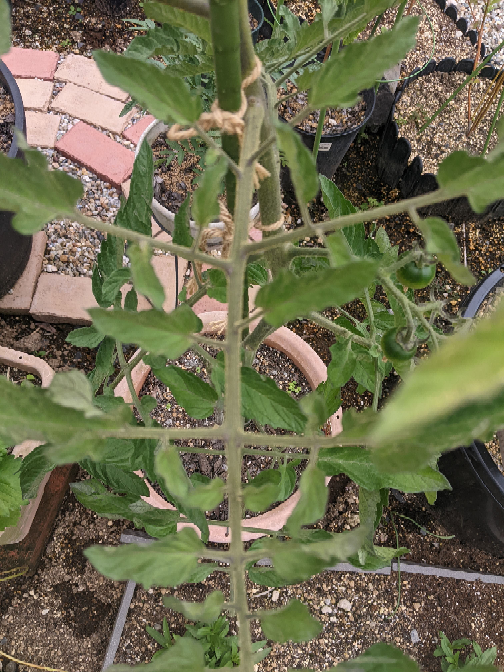 中玉トマトをポット植えで4週間ほどたちました。 順調に背が伸びて来て花も三段目まで咲き小さな実も付いています。 しかし葉っぱが元気ありません。 葉が小さくゴワゴワして上側にクルット巻いています。 葉っ