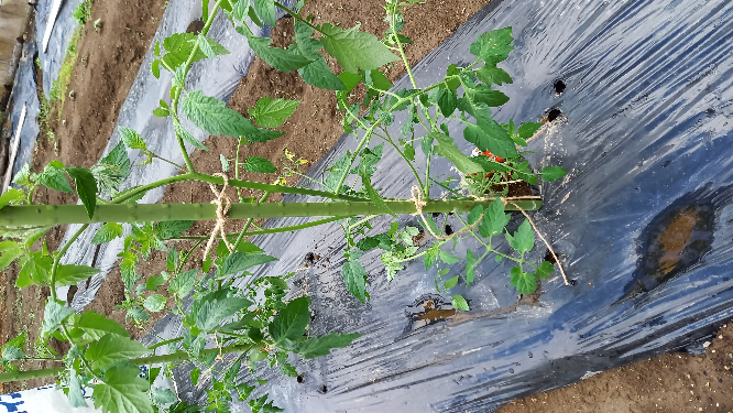 初心者です。GWに定植したトマトです。高さは50cm、実は着いてきました。軸？が細いような気がするのですがこれが普通ですか？
