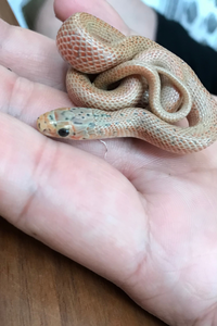 道端で蛇を見つけました 薄いピンクががった濃いめの肌色で ところどころ黒 Yahoo 知恵袋