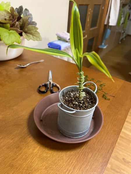 ドラセナが根腐れしたのでこの姿ですが 新芽って出てくるんですか Yahoo 知恵袋