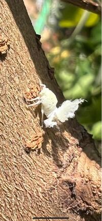 木の葉の裏に無数の白いふわふわした虫が 庭の木の葉に2 Yahoo 知恵袋