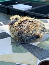このヒナはカラスのヒナでしょうか 羽根の感じからしてキジ Yahoo 知恵袋