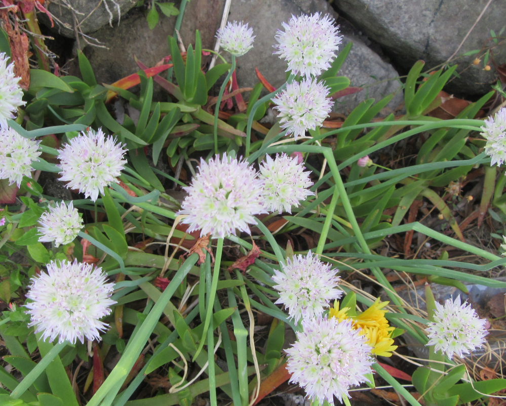 この花の名前を教えてください。 バクヤギクに絡まれていますが、 白い丸いマリのような花です。 先端がやや紫っぽい色をしています。 高さは20センチ程度。 茎はねぎのような細く緑色をしています。 よろしく御願いします。 本日、西日本で撮影しました。