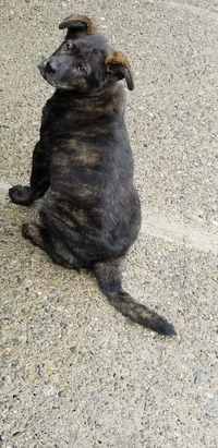 迷い犬として保護された子です この子は甲斐犬でしょうか ご先祖様に Yahoo 知恵袋