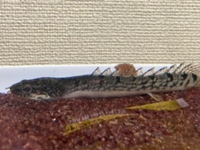 ポリプテルスの臭いに困ってます 現在約10cmのセネガルス 2約8cmのデル Yahoo 知恵袋