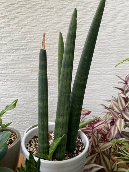 サンスベリアの子株が出てきたのですが… - なんか、普通のサンスベリア