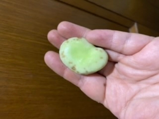 そら豆を家庭菜園で作っています。 最近採れたてでもそら豆の実がオレンジのポツポツが出るようになりました。 これはどういう状態なのでしょうか？ 腐っている、病気、美味しくないのでしょうか？？