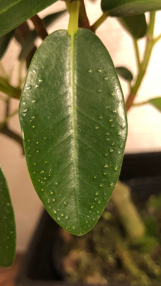 観葉植物です これは病気でしょうか 治りますか どなたか教えてください Yahoo 知恵袋