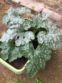 助けてください ズッキーニの色が濃くなっています 他のと比べると明らかに Yahoo 知恵袋