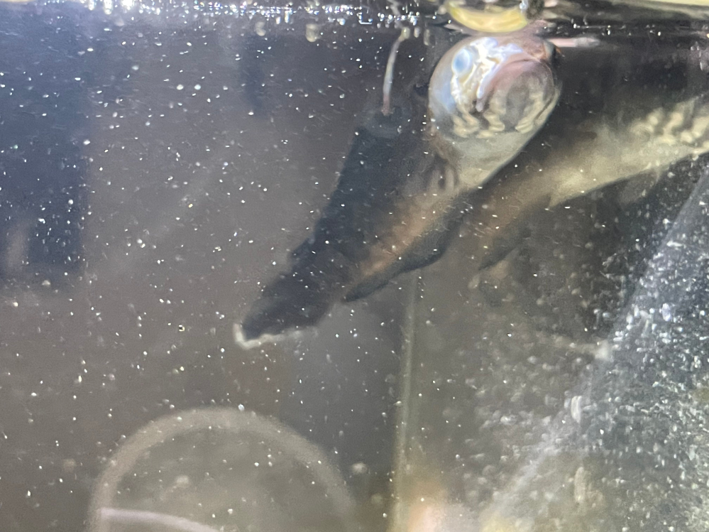 エアレーションをしているのに金魚が水面で口をパクパクしています これはな Yahoo 知恵袋