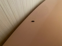 この虫、なんの虫だかわかりますか？

今日、トイレに1cmほどのGに似た黒い虫がいました。
Gの子ども…？と思い調べてみたのですが、特徴といまいち一致せずでした。 触覚を見るにほぼGだとは思うのですが…。
わかる方いましたら、教えてください。
