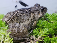 カエル捕まえたんで飼育しようと思っているんですがこの子はトノサマガエルで Yahoo 知恵袋