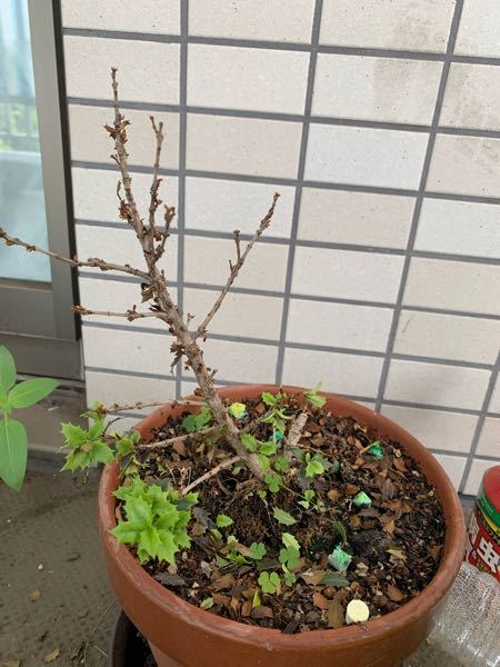 盆栽 柊　半分枯れ 柊の木が急に枯れて(葉が全部落ち始めて)しまいました。どうしたら良い