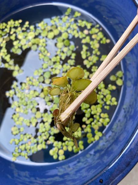 水草の裏に卵みたいなのが着いているのですが何でしょうか 教えて下さい Yahoo 知恵袋