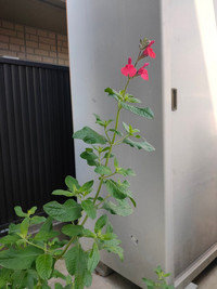 この花は何でしょうか ミントのような香りがします チェリーセージだ Yahoo 知恵袋