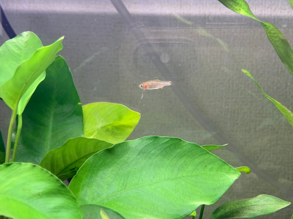 ダニオ エリスロミクロンをネットで購入しました 届いたのは 1 5センチ Yahoo 知恵袋