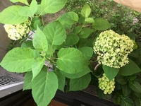 アナベルの挿し木をしようと思うのですが花がついていない茎で挿し Yahoo 知恵袋