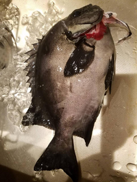 こちらの魚は何という魚でしょうか 石鯛と思っていたのですが 何 Yahoo 知恵袋