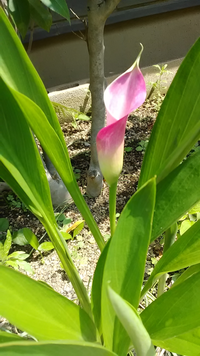 この花なあに 庭に咲いてました ピンク色のカラーだと思います Yahoo 知恵袋