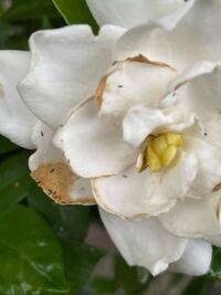 沈丁花は生け垣に不適ですか 沈丁花は虫は付かないし 茂り過ぎること Yahoo 知恵袋