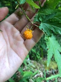 家の敷地にあった木の実ですが これはなんでしょうか 食べれますでしょうか Yahoo 知恵袋