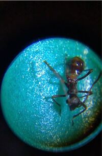 この蟻みたいな青い虫はなんと言う名前でしょうか 知っている方がいらっし Yahoo 知恵袋